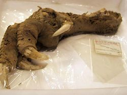 Kumpulan Fosil Paling Aneh yang Pernah Ditemukan Ilmuwan