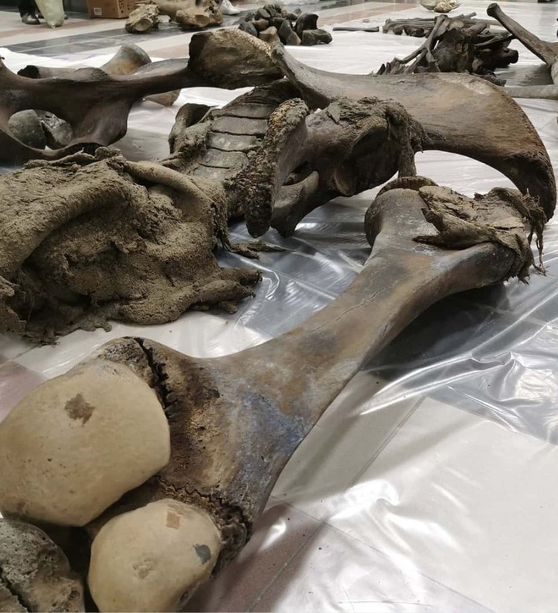 Kumpulan Fosil Paling Aneh yang Pernah Ditemukan Ilmuwan