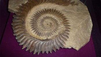 Mungkin salah satu makhluk paling aneh dan mengerikan yang pernah meneror laut adalah Helicoprion. Merupakan spesies hiu yang hanya diketahui dari fosil giginya yang menakutkan. Hiu adalah tulang rawan - artinya mereka tidak memiliki tulang yang dapat menjadi fosil - jadi sebagian besar hiu yang telah punah hanya diketahui dari apa yang ada di mulutnya. Para ilmuwan berjuang selama bertahun-tahun untuk menjelaskan bentuk spiral yang unik dari gigi Helicoprion. Pada awalnya diyakini bahwa hiu yang telah punah memiliki mulut berbentuk gergaji, tetapi penelitian lebih lanjut menunjukkan bahwa gigi tersebut sebenarnya terletak di dalam rahang bawah Helicoprion.  (Foto: Citron / Wikimedia Commons / CC BY-SA 3.0)
