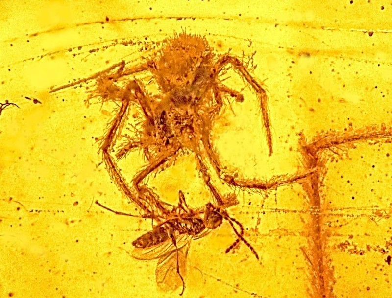 Kumpulan Fosil Paling Aneh yang Pernah Ditemukan Ilmuwan