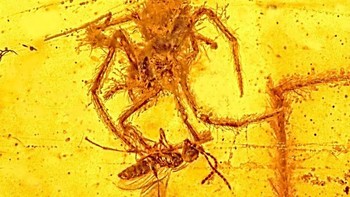 Kira-kira 100 juta tahun yang lalu, laba-laba sama menakutkannya dengan sekarang. Butuh bukti? Bagaimana dengan sepotong ambar yang ditemukan dengan laba-laba yang diawetkan dengan sempurna di dalamnya. Laba-laba itu sedang memakan tawon remaja ketika predator dan mangsanya ditelan getah pohon. Spesies tawon khusus ini memangsa telur laba-laba, jadi tawon mungkin mendapatkannya dalam situasi ini.  Amber yang membatu ditemukan di Myanmar. Itu satu-satunya contoh laba-laba yang membatu selama perburuan. (Foto: Universitas Negeri Oregon / flickr / CC BY-SA 2.0)