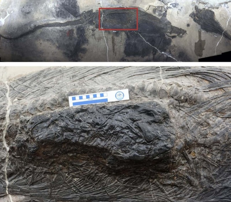 Kumpulan Fosil Paling Aneh yang Pernah Ditemukan Ilmuwan