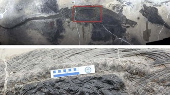 Ahli paleobiologi yang mempelajari sisa-sisa reptil laut sepanjang 15 kaki yang disebut ichthyosaurus menemukan sisa-sisa reptil perenang lain yang membatu di perutnya. Reptil di perut ternyata seekor thalattosaurus dengan panjang 13 kaki hampir sepanjang pemangsanya (meskipun sisa-sisa hewan yang lebih kecil tidak termasuk kepala dan ekor). Menurut para peneliti yang melaporkan hasilnya pada Agustus 2020 di iScience , fosil tersebut kemungkinan merupakan bukti tertua predasi megafauna; yaitu, hewan yang sama atau lebih besar dari manusia. Thalattosaurus mungkin sangat besar sehingga ichyosaurus mati saat  mencoba memakan atau mencernanya.  (Foto: Da-Yong Jiang dkk. / iScience / CC BY 4.0)