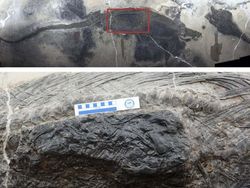 Kumpulan Fosil Paling Aneh yang Pernah Ditemukan Ilmuwan