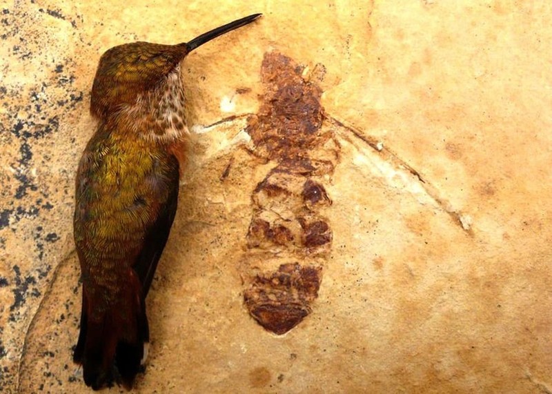 Kumpulan Fosil Paling Aneh yang Pernah Ditemukan Ilmuwan