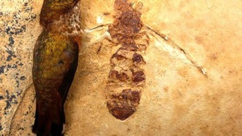 Terkadang kepunahan adalah hal yang baik. Penduduk modern Wyoming dapat tidur lebih nyenyak karena mengetahui bahwa spesies semut yang sangat besar, Titanomyrma lubei , telah punah setidaknya selama 50 juta tahun. Semut-semut itu panjangnya sekitar dua inci, lebih dari cukup besar untuk digigit dengan serius. Hewan-hewan ini membutuhkan suhu hangat untuk bertahan hidup, yang dapat memberi kita gambaran mengapa serangga raksasa ini akhirnya mati. (Foto: Simon Fraser University Public Affairs and Media Relations / Wikimedia Commons / CC BY 2.0)