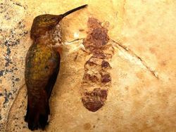 Kumpulan Fosil Paling Aneh yang Pernah Ditemukan Ilmuwan