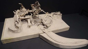 Seekor Velociraptor dan mangsanya, Protoceratops, menjadi fosil di tengah pertarungan. Raptor telah menusuk Protoceratops dengan cakar jari kakinya yang besar, tetapi Protoceratops berhasil menggigit dan mematahkan lengan raptor menggunakan paruhnya yang kuat. Keduanya lewat bersama, mungkin karena gundukan pasir yang tak terduga runtuh. (Foto: Yuya Tamai / Wikimedia Commons / CC BY 2.0)