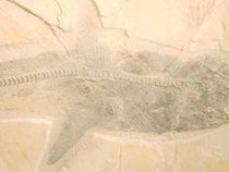 Fosil Hiu Putih Raksasa Zaman Dinosaurus Ditemukan di Meksiko, Tingginya 10 Meter