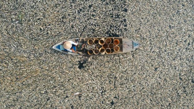Foto udara ini menunjukkan seorang nelayan mengumpulkan ikan mati akibat pekerjaan renovasi dan kondisi cuaca panas yang sedang berlangsung dari waduk di provinsi Dong Nai, Vietnam selatan pada tanggal 30 April 2024. Ratusan ribu ikan mati di waduk di provinsi Dong Nai, Vietnam selatan , dengan laporan penduduk setempat dan media yang menyatakan bahwa gelombang panas yang brutal dan pengelolaan danau adalah penyebabnya. (Photo by AFP)