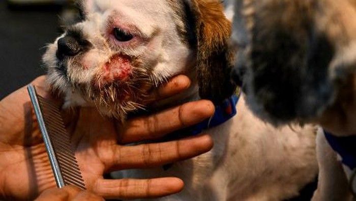 Klinik Hewan di India Banjir Pasien, Binatang Peliharaan Mati Kena Heatstroke