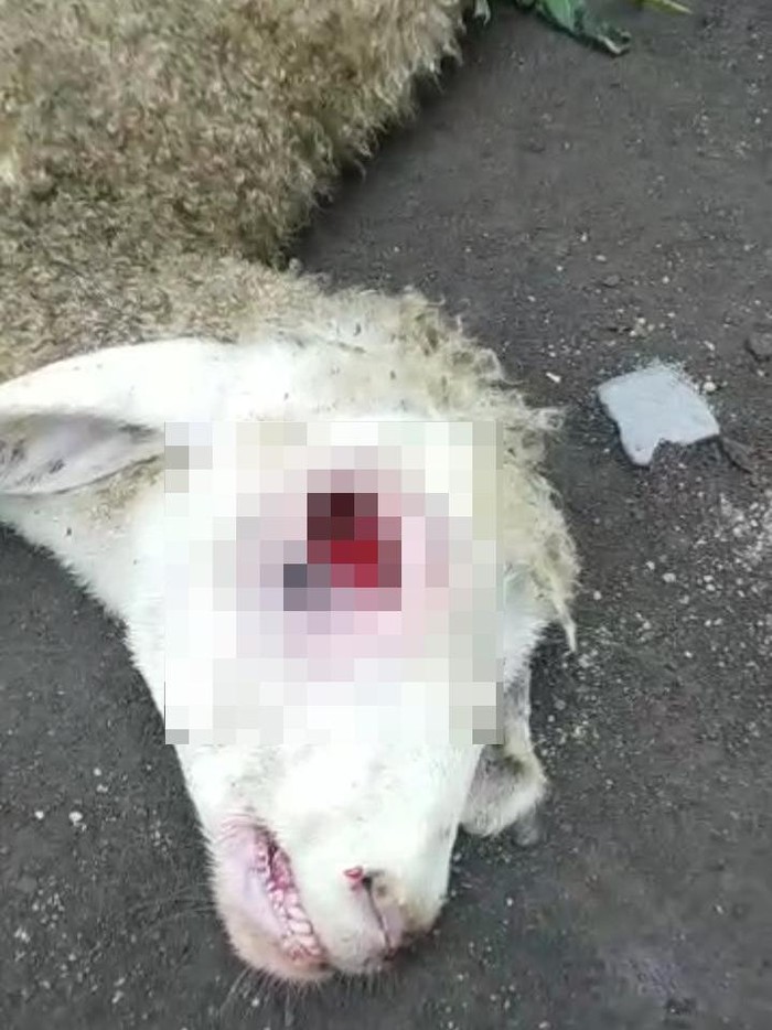 Kambing di Banyuwangi mati misterius mata tercongkel, kaki buntung.