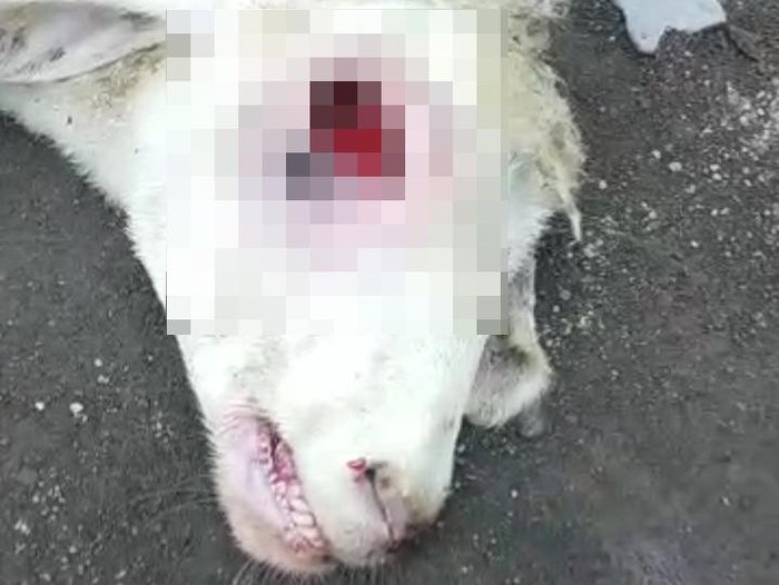 Kambing di Banyuwangi mati misterius mata tercongkel, kaki buntung.