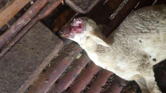 Kambing mati misterius dengan bola mata tercongkel dan sepasang kakinya buntung di Banyuwangi.