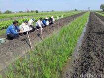 Terdampak Banjir, Petani Bawang Merah Demak Dapat Bantuan Benih 42,5 Ton