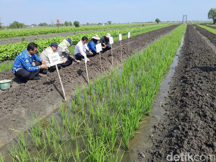 Kementerian Pertanian memberikan bantuan bibit bawang merah ke petani Kabupaten Demak yang terdampak banjir, Kamis (2/5/2024).