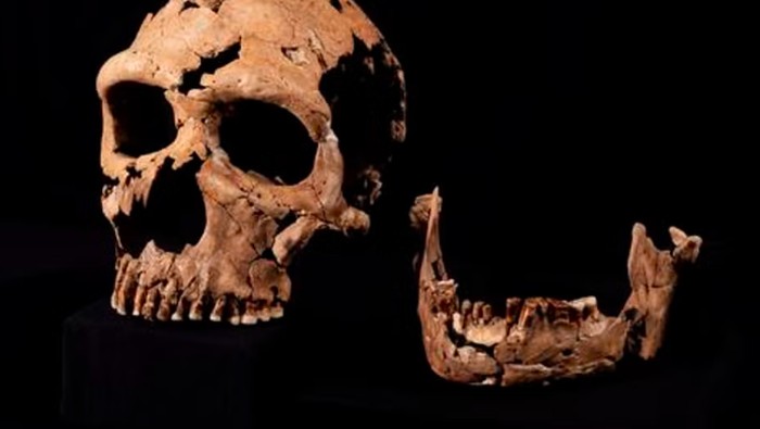 Manusia purba Neanderthal