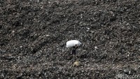 Tampak seorang warga melintas di gunungan sampah TPA Cipayung. TPA ini merupakan tempat pembuangan akhir sampah yang berasal dari Kota Depok.  