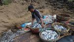 Potret Nelayan Buang Ikan 3 Ton Gegara Harga Anjlok