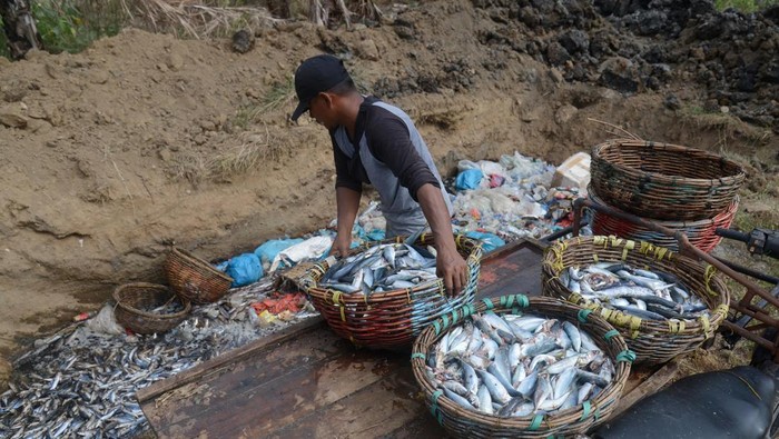 Nelayan buang ikan karena tangkapan melimpah Seorang buruh pelabuhan membuang ikan hasil tangkapan nelayan ke dalam lubang untuk dikubur di kawasan Pelabuhan Perikanan Samudera (PPS) , Lampulo, Banda Aceh, Aceh, Kamis (2/5/2024). Menurut nelayan setempat, sekitar tiga ton ikan dencis dan ikan tongkol kecil terpaksa dibuang dengan cara dikubur karena hasil tangkapan ikan melimpah dan harga jual anjlok kisaran Rp1.000 hingga Rp3.000 per kilogram, sedangkan dalam kondisi normal harga ikan tersebut kisaran Rp10.000 hingga Rp15.000 per kilogram. ANTARA FOTO/Ampelsa/nym.