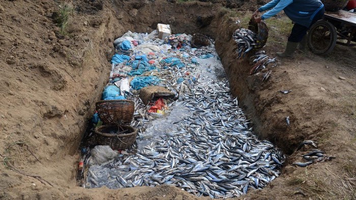 Nelayan buang ikan karena tangkapan melimpah Seorang buruh pelabuhan membuang ikan hasil tangkapan nelayan ke dalam lubang untuk dikubur di kawasan Pelabuhan Perikanan Samudera (PPS) , Lampulo, Banda Aceh, Aceh, Kamis (2/5/2024). Menurut nelayan setempat, sekitar tiga ton ikan dencis dan ikan tongkol kecil terpaksa dibuang dengan cara dikubur karena hasil tangkapan ikan melimpah dan harga jual anjlok kisaran Rp1.000 hingga Rp3.000 per kilogram, sedangkan dalam kondisi normal harga ikan tersebut kisaran Rp10.000 hingga Rp15.000 per kilogram. ANTARA FOTO/Ampelsa/nym.