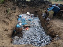 Potret Nelayan Buang Ikan 3 Ton Gegara Harga Anjlok