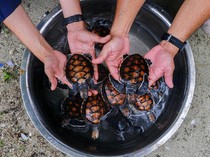 Ratusan Ekor Tukik Dilepasliarkan di Wakatobi