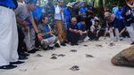 Ratusan Ekor Tukik Dilepasliarkan di Wakatobi