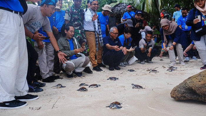 Peserta SeaBRnet ke-15 mengambil tukik untuk dilepasliaran ke alamnya  di Patuno Resort, Wakatobi, Sulawesi Tenggara, Kamis (2/5/2024). Pihak Balai Taman Nasional Wakatobi melepasliaran 145 ekor tukik jenis penyu hijau bersama peserta SeaBRnet ke-15 dari 9 negara. ANTARA FOTO/Andry Denisah/YU/foc.