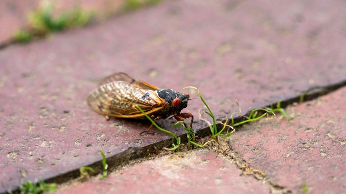 Jangkrik 'Brood-X' merupakan jangkrik istimewa yang menjadi fenomena unik di bagian timur Amerika Serikat (AS). Begini penampakannya.