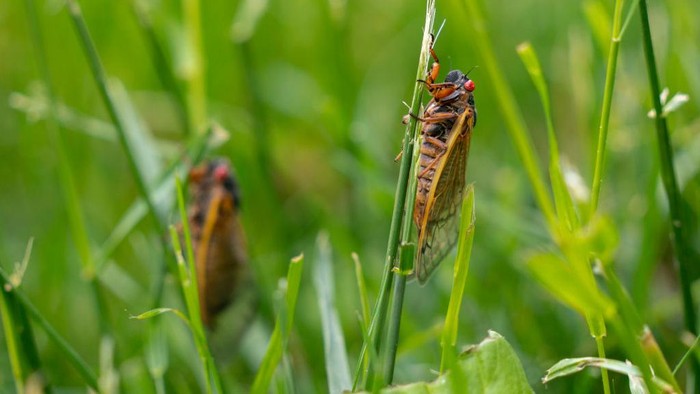 BPOM Singapura Bolehkan Makan 16 Serangga, Nasi Lemak Jangkrik Mendadak Diburu?