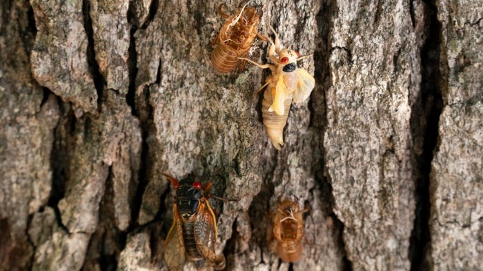 Jangkrik 'Brood-X' merupakan jangkrik istimewa yang menjadi fenomena unik di bagian timur Amerika Serikat (AS). Begini penampakannya.