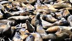 Fenomena Ratusan Singa Laut Berkerumun di Dermaga San Francisco