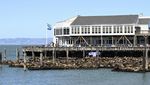 Fenomena Ratusan Singa Laut Berkerumun di Dermaga San Francisco