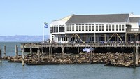 Ratusan singa laut berkumpul di dermaga Pier 39, Selasa, 30 April 2024, di San Francisco.