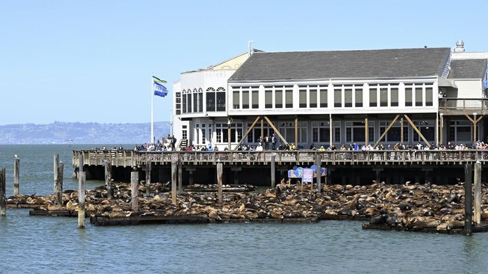 Tourists observe hundreds of sea lions gathered on the docks at Pier 39, Tuesday, April 30, 2024, in San Francisco. According to harbormaster Sheila Candor, the sea lion count has been the largest in 15 years. (Yuri Avila/San Francisco Chronicle via AP)