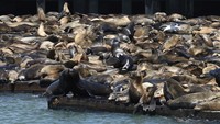 Ratusan singa laut tiba-tiba muncul di dermaga dalam sepekan terakhir.  