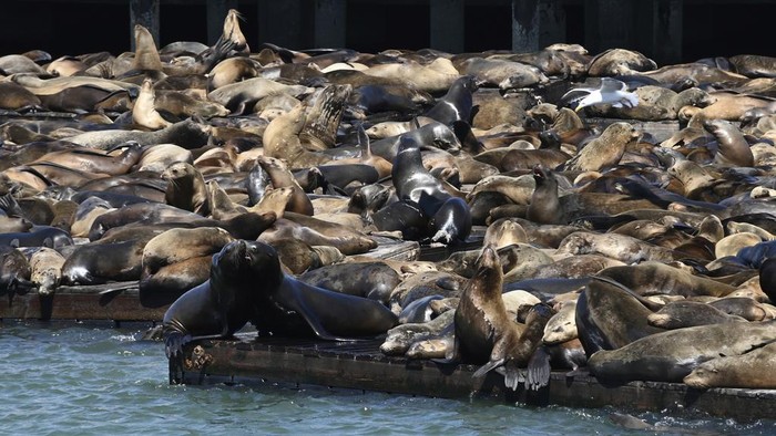 Potret Ratusan Singa Laut Berkerumun di Dermaga San Francisco Tourists observe hundreds of sea lions gathered on the docks at Pier 39, Tuesday, April 30, 2024, in San Francisco. According to harbormaster Sheila Candor, the sea lion count has been the largest in 15 years. (Yuri Avila/San Francisco Chronicle via AP)