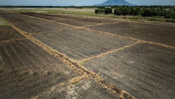 A view of chilli peppers damaged due to extreme heat in Candaba, Pampanga, Philippines, April 30, 2024. REUTERS/Eloisa Lopez