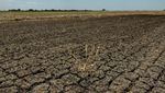 Potret Sawah di Filipina Retak Gegara Cuaca Panas Ekstrem