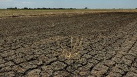 Lahan di sawah tersebut tampak kering dan retak-retak.  