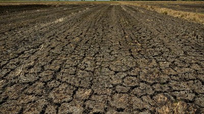 Potret Sawah di Filipina Retak Gegara Cuaca Panas Ekstrem
