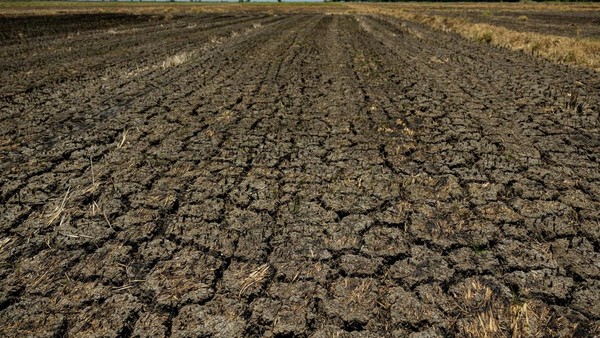 Potret Sawah di Filipina Retak Gegara Cuaca Panas Ekstrem