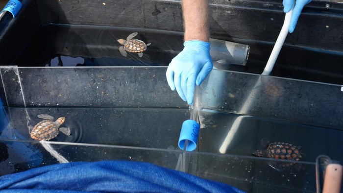 Ratusan Bayi Penyu Diselamatkan Usai Terdampar di Pantai Akibat Badai Turtle hatchlings at the Turtle Conservation Centre at the Two Oceans Aquarium in Cape Town, South Africa, Tuesday, April 23, 2024.β The aquarium is stretched beyond capacity after more than 500 baby sea turtles were washed onto beaches by a rare and powerful storm and rescued by members of the public (AP Photo/Nardus Engelbrecht)