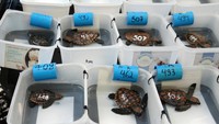 Kebanyakan dari mereka akan menghabiskan beberapa bulan pertama hidup mereka di tangki plastik yang baru dibangun di Pusat Konservasi Penyu di Two Oceans Aquarium di Cape Town. Akuarium tersebut sedang merehabilitasi sekitar 400 dari sekitar 530 penyu yang sakit dan terluka yang dibawa masuk, sementara sisanya mengirimkan ke dua akuarium lain untuk menyebarkan beban.  