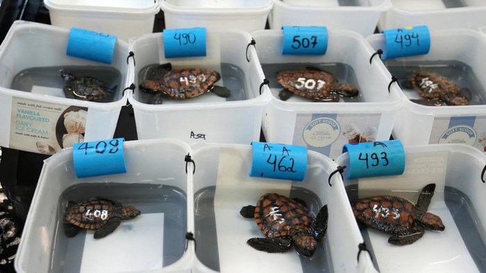 Turtle hatchlings at the Turtle Conservation Centre at the Two Oceans Aquarium in Cape Town, South Africa, Tuesday, April 23, 2024.​ The aquarium is stretched beyond capacity after more than 500 baby sea turtles were washed onto beaches by a rare and powerful storm and rescued by members of the public (AP Photo/Nardus Engelbrecht)