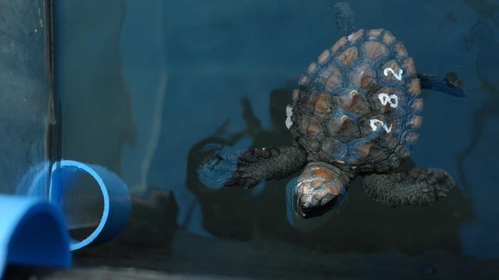 Turtle hatchlings at the Turtle Conservation Centre at the Two Oceans Aquarium in Cape Town, South Africa, Tuesday, April 23, 2024.​ The aquarium is stretched beyond capacity after more than 500 baby sea turtles were washed onto beaches by a rare and powerful storm and rescued by members of the public (AP Photo/Nardus Engelbrecht)