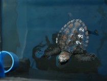 Perusahaan Ini Bikin Sup Penyu Berbasis AI