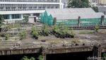 Gedung Mangkrak Dimanfaatkan Jadi Kebun Hidroponik