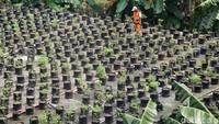 Seorang pekerja menyiram deretan tanaman di sebuah gedung yang mangkrak di Jakarta, Jumat (3/5/2024).